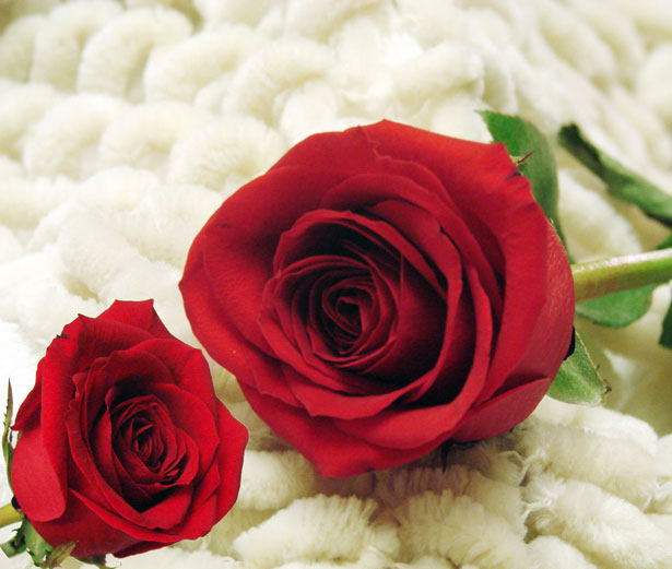 the-two-red-roses